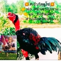 ราคา ไข่เชื้อไก่ชน ชุด 5 ฟอง สายดำเจาะเกราะ เจ้ากัสตูโซ่ ง่อน100 ดำเจาะเกราะ แม่ง่อนเดือย ไข่มีเชื้อสำหรับฟักเอง ไข่เก็บสดใหม่ทุกวัน (17393432612)