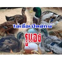 ราคา ไข่เชื้อเป็ดยักษ์รูแอง Rouen Duck จำนวน 3ฟอง เป็ดลุนดั๊ก ไข่ใหม่ สำหรับนำไปฟัก เก็บ3วันส่ง ประกันเชื้อทุกฟอง (11852610612)