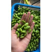 ราคา โปร สุดคุ้ม สะตอแกะเม็ดเล็กติดออ่น แกะสวยงามไม่มีหนอนแกะสดตามออเดอร์ทุกวันราคาพิเศษสุดๆๆ ครึ่งกิโล (20948207990)