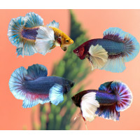 ราคา ปลากัดหูช้าง ตัวผู้ มีหลากหลายสีสัน มีมากกว่าในภาพ (21162646059)