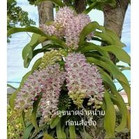 ราคา กล้วยไม้ช้างกระ ขนาด 4 คู่ใบดอกสีขาวชมพู ภาพปกตัวอย่างดอก มีกลิ่นหอม ออกดอก ธ ค ม ค 1 ต้น พฤกษา14 (12035664267)