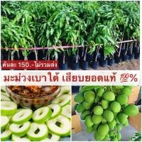 ราคา ต้นมะม่วง มะม่วง มะม่วงเบาใต้ มะม่วงเบา มะม่วง เบา ต้นมะม่วงเบา มะม่วงเบา ราคา มะม่วงเบา พันธุ์แท้ (12971939343)