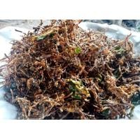 ราคา เห็ดลมทอดกรอบ เห็ดลมสมุนไพร ครึ่งกิโล (20850241996)