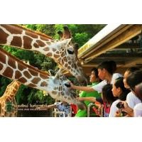 ราคา บัตรเชียงใหม่ไนท์ซาฟารี Chiang Mai Night Safari ส่งบัตรจริง (18551281900)