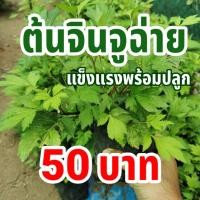 ราคา ต้นจิงจูฉ่าย ถุงใหญ่ ถุงละ 50 บาท ต้นโต แข็งแรงพร้อมปลูก จิงจูไฉ่ จินจูฉ่าย สมุนไพรใส่ในต้มเลือดหมู (12971843979)