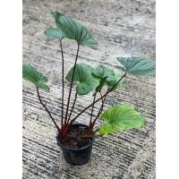 ราคา เสน์จันทร์แดง ต้นเสน่จันทร์แดง สวนเขาหมาก ไม้ในร่ม ไม้ประดับ ไม้มงคล (21137277227)