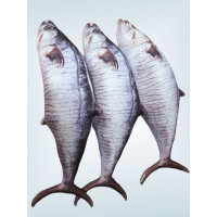 ราคา หมอนปลาอินทรีย์ 50ซม ขวัญใจทะเลไทย หมอนอาหาร หมอนแต่งร้าน หมอนของขวัญ หมอนสุขภาพ หมอนใยสังเคราะห์ (15310994103)