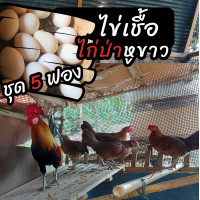 ราคา ไก่ป่าหูขาว ชุด 5 ฟอง สำหรับฟัก (15342237504)