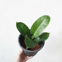 ราคา ต้นรวยทรัพย์ ฟอร์มเล็ก มาในกระถางพร้อมตั้ง (10603866361)
