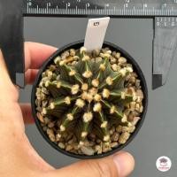 ราคา ยิมโน LB 2178 Gymnocalycium แคคตัส กระบองเพชร cactus succulent (16413401670)