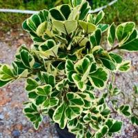 ราคา ต้นสาริกาลิ้นทองใบด่าง สาริกาเรียกทรัพย์ หัวใจเศรษฐี ไม้มงคล 1ต้น (13474793141)