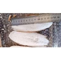 ราคา กระดองปลาหมึก ลิ้นทะเล 14 ซม เพียง 6 บาท 50 สตางค์ เสริมแคลเซียม แร่ธาตุนก บำรุงแม่พันธุ์ เปลือกไข่แข็งแรง ลับเล็บ ลับจงอยปาก ให้แข็ง (21148170038)