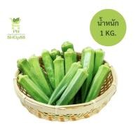 ราคา กระเจี๊ยบเขียวสด ไร้สารเคมี 100 ตัดสดจากต้นทุกวัน จัดส่งภายใน 24 ชั่วโมง (21283806308)