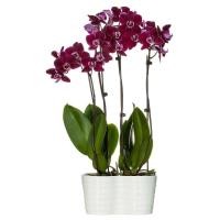 ราคา 35 เมล็ดพันธุ์ เมล็ดกล้วยไม้ ฟาแลนนอปซิส Phalaenopsis Orchids Orchid flower seed อัตราการงอกสูง 80 85 (11770224859)