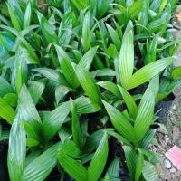 ราคา ต้นหมากเตี้ย พันธุ์ชุมพรแท้100 หมากกินผล ติดผลใว ผลดก สูง60 70เซน 3ต้น ชุด (13798662302)