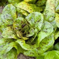 ราคา เมล็ดพันธุ์ ผักสลัด เฟรคเคิล Freckles Lettuce Seed บรรจุ 300 เมล็ด คุณภาพดี ราคาถูก ของแท้ 100 (6381388729)