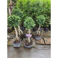 ราคา ต้นช้อนทอง Banyan Tree ทรงบอนไซ ไม้มงคล ความหมายดี เสริมมงคล เรียกทรัพย์ ต้นสูง 50 60cm ส่งพร้อมถุงชำเรียกทรัพย์สินเงินทอง ที่คนทำมาค้าขายมักปลูกไว้กวักเงินทองให้ไหลมาเทมา (15564187908)