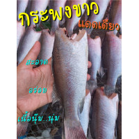 ราคา ปลากระพงขาวแดดเดียว ใหม่ สด สะอาด อร่อย (21176068213)