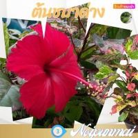 ราคา ต้น ชบาด่าง กระถาง 6 นิ้ว ส่งพร้อมกระถาง (20486340583)