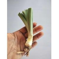 ราคา ซ่อนกลิ่น สีชมพูดอกซ้อน หน่อชำแล้วพร้อมปลูก ดอกใหญ่กลิ่นหอม ออกดอกทั้งปีปลูกได้ทุกภาค หน่อ เหง้าซ่อนกลิ่น ต้นซ่อนกลิ่นาซ่อนกลิ (12831523827)