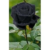 ราคา 5 เมล็ด เมล็ดกุหลาบ สีดำ ดอกใหญ่ สายพันธุ์ของแท้ 100 เมล็ดกุหลาบ ดอกกุหลาบ ปลูกกุหลาบ กุหลาบ อัตรางอก70 80 Rose seeds มีคู่มือวิธีปลูก (9079553270)