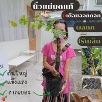 ราคา ต้นองุ่นแม่มด นำเข้า ผลดกมาก 1ต้น ต้นองุ่นไรเม็ด ต้นองุ่นปลูก พันธุ์ต้นองุ่น (20327552346)
