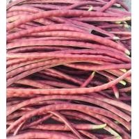 ราคา เมล็ดถั่วพุ่มสีม่วง (19214665053)