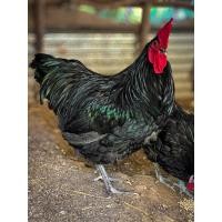 ราคา ไข่เชื้อ ไก่ไข่ดกที่สุดในโลก ออสตราลอป ไข่สำหรับฟักไก่ ไข่เชื้อไก่ไข่สวยงามประกันเชื้อ100 สายพันธุ์นำเข้าไข่ดกที่สุดในโลก (21116433600)