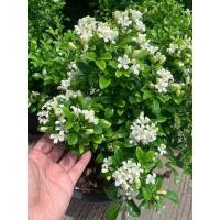 ราคา ต้นแก้วพวง แก้วแคระพวงมณี แก้วแคระ Murraya paniculata L Jack ต้นสูง 20 30 ซม กระถาง 10 นิ้ว ดอกสีขาวเป็นพุ่ม มีกลิ่นหอมแรง แก้วแคระเป็นไม้ที่ออกดอกได้ตลอดปี (15139154729)