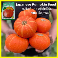 ราคา ปลูกได้ทั้งปี งอกง่าย 10เมล็ด ซอง เมล็ดฟักทองญี่ปุ่นสีส้ม Orange Japanese Pumpkin Seeds เมล็ดพันธุ์ฟักทองญี่ปุ่นสีส้ม Organic Vegetables Seeds for Planting Pumpkin Plant Seeds เมล็ดพันธุ์ผัก ผักสวนครั
