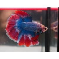 ราคา ปลากัดฮาฟมูนแฟนซีสวยงาม เพศผู้ คัดเกรด มีรับประกันสินค้า มีเก็บเงินปลายทาง (21165221518)