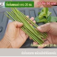 ราคา เพรมน่า กิ่งเพรมน่า กิ่งเพมน่า ขายกิ่งเพรมน่าตัดสดสำหรับปักชำเพื่อ ทำบอนไซ ขนาดความยาว 20 ซม 1ชุุดได้12 กิ่ง เก็บคูปองส่งฟรีกับลาซาด้าได้เลยครับ (12339326428)