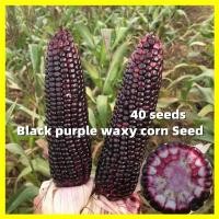 ราคา Black Purple Corn Seed ข้าวโพดข้าวเหนียวดำ เมล็ดพันธุ์ ข้าวโพดขาวม่วง 40 เมล็ดต่อซอง Waxy Corn Seeds for Planting High Yield Purple Lady Sugar Corn Plants Seeds Garden Bonsai Vegetables Seeds เมล็ดพัน