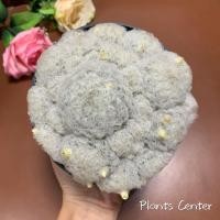 ราคา Plants Center พร้อมส่ง กระบองเพชร แคคตัส แมมขนนก Mammillaria plumosa ต้นเดี่ยว กับ ฟอร์มกอ (6106900145)