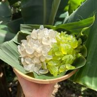 ราคา ลูกชิด สด เชื่อม อบแห้ง เนื้อหนา หนึบหนับ ทำสดใหม่ทุกวัน เนื้อไม่แข็ง สดๆจากป่า หาทานยาก (21256384148)