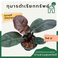 ราคา กุมารดำเรียกทรัพย์ Philodendron Black Cardinal กระถาง 6 นิ้ว (14146962295)