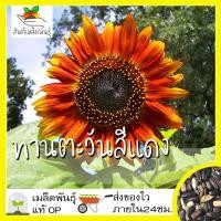 ราคา เมล็ดพันธุ์ ชุด ดอกทานตะวัน ขายดีที่สุด ปลูกง่าย โตไว ดอกดกสวย พร้อมส่ง ทานตะวันแคระ โกลด์รัช ซันโกลด์ ยักษ์แมมมอธ ทานตะวันสีแดง (8905626718)