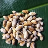 ราคา ด้วงสาคู ด้วงมะพร้าว แช่แข็ง ฟรีซ (20108937299)