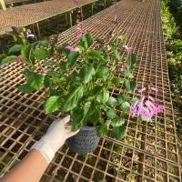 ราคา ต้นอาจูก้า สีชมพู Mona Lavender ออกดอกตลอดปี ไม้พุ่ม กระถาง 5 นิ้ว (6457008884)