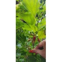 ราคา ต้นหม่อน มัลเบอร์รี่ mulberry เป็นไม้ยืนต้น เชียงใหม่ หวานอร่อย ลูกใหญ่ จัดส่งพร้อมกระถาง 10 นิ้ว ลำต้นสูง 70 100 ซม (21008401953)