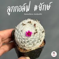 ราคา แมมลูกกอล์ฟ ยักษ์ Mammillaria Humboldtii แคคตัส กระบองเพชร cactus succulent (21311923730)