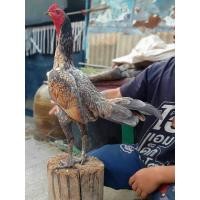 ราคา ไข่เชื้อเยียร์แท้ 100 พม่าแข้งหน้ามีเหลี่ยมมีลีลาถอดถอยเป็นไก่สไตล์ม้าล่อ (19449060496)