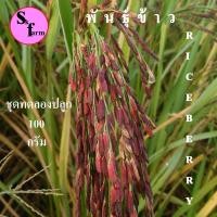 ราคา พันธุ์ข้าวไรซ์เบอรี่ ทดลองนำไปปลูก น้ำหนัก 100 กรัม ข้าวไรซ์เบอรี่ถูกที่สุด เมล็ดพันธุ์ข้าวไรซ์เบอรี่ ปลูกง่าย (14997939316)
