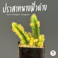 ราคา ปราสาทนางฟ้าด่าง Cereus tetragonus Variegated แคคตัส กระบองเพชร cactus succulent (5395884912)