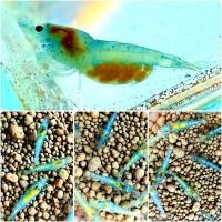 ราคา กุ้งแคระ มีหลายแบบ (20784655419)