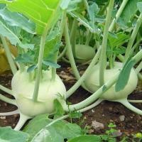 ราคา เมล็ดพันธุ์ กะหล่ำปมสีเขียว Green Vienna Kohlrabi Seed บรรจุ 500 เมล็ด คุณภาพดี ราคาถูก ของแท้ 100 (664590566)