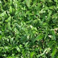 ราคา เกรดพรีเมี่ยม 1 ปอนด์ เมล็ดหญ้ามาเลเซีย Tropical Carpet grass หญ้าเห็บ หญ้าไผ่ หญ้าปูสนาม สนามหญ้า เมล็ดพันธ์หญ้า ปูหญ้า ปูสนาม สนามหญ้าและสวน (19687634248)