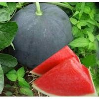 ราคา เมล็ดพันธุ์ แตงโม เมล่อน แคนตาลูป ทุกสายพันธุ์ 10 50 เมล็ด แตงโม แตงโมเหลือง แตงโมดำ แตงโมไร้เมล็ด (20959630097)