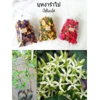 ราคา ต้นบุหงารำไป บุหงาจัดเป็นเครื่องหอมชาววังแบบโบราณ ที่ถูกประดิษฐขึ้นจากกลีบดอกไม้หอม ที่นำมาทำให้แห้ง ดอกไม้หอมที่มีกลิ่นแรงเวลาแห้งแล้วยังคงมีกลิ่นติดอยู่ (20500491679)