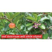 ราคา ต้นเชอรี่ ออสเตรเลีย ต้นเชอร์รี่ บีช ไม้นอก แต่ติดดอกออกผลในไทยได้ดี สีสวย และมีรสอร่อย สามารถเลี้ยงในกระถางได้ ออกลูกตลอดทั้งปี ติดลูกแล้วทุกต้น จัดส่งพร้อมกระถาง 11นิ้ว ลำต้นสูง 1เมตร (21008759531)